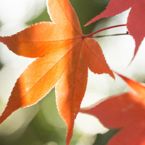 Close-up of orange acer leaves