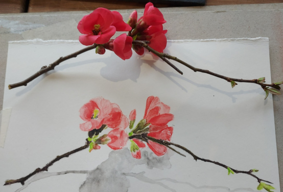 Still Life Drawing - GI 26 008